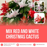 Mix Red and White Christmas Cactus, Holiday Cactus, Live Flowering Succulent Plant, 6 Inch Pot for Indoor or Outdoor Growing