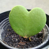 Live Hoya Kerrii Plant for Planting, Compact Foliage Houseplant, 3-5 Inches Tall, Succulent Plant for Indoor Outdoor Garden