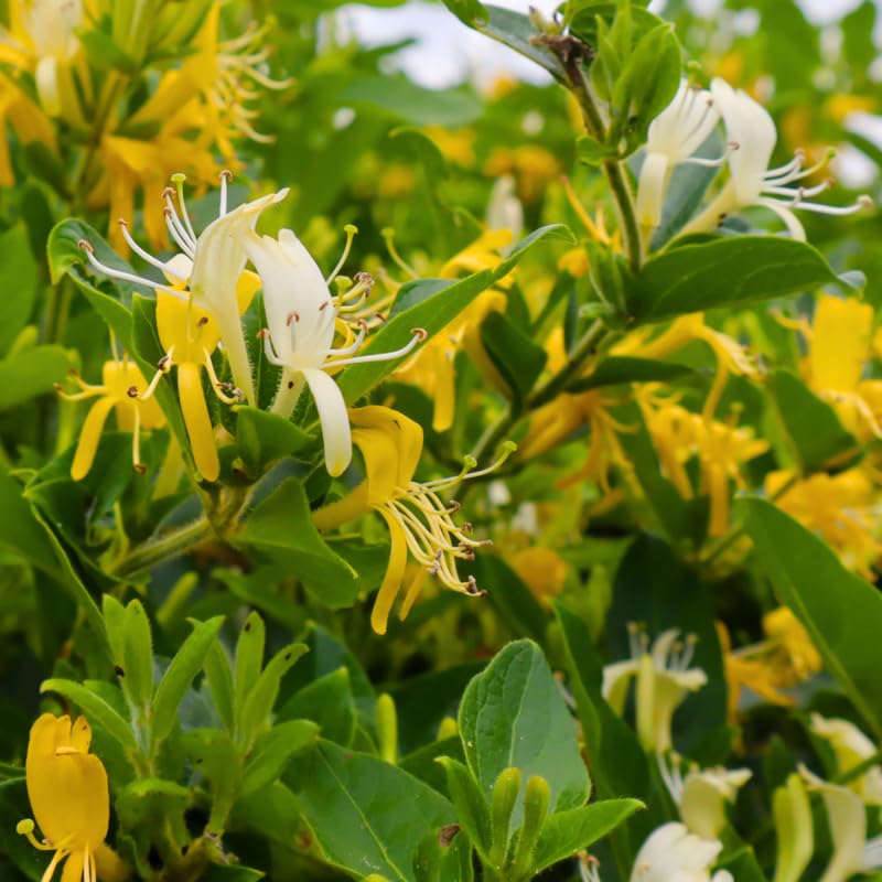 Set of 2 Honeysuckle Vine Live Plants for Trellis, or Fence, 6 Inches Tall, Climbing Flowering Vine Starters for Outdoor Garden, No Pot