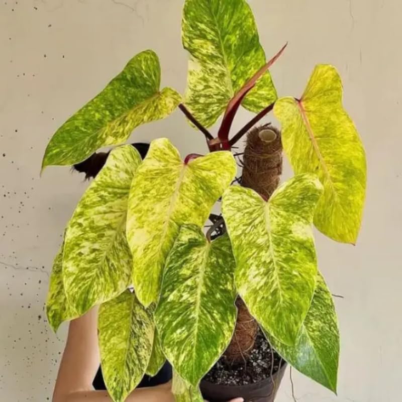2 Rare Philodendron Live Plants Varieties Collection, Philodendrons Plants Size 5-9 Inc for Indoor Houseplant Décor, Ornamental Tropical Well-Rooted (Lady Philodendron Plants)