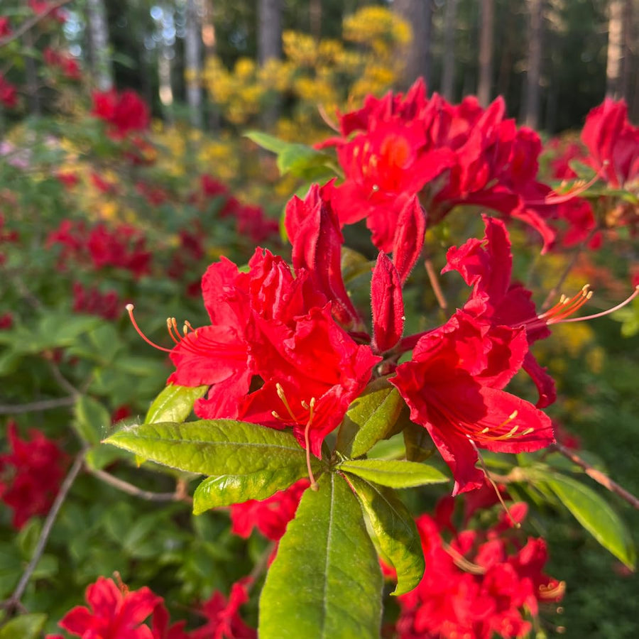 Live Azalea Plant, Rhododendron Flowering Shrub, Hardy Ornamental Plant, 10 Inches Tall, for Indoor or Outdoor Planting (Red Azalea)