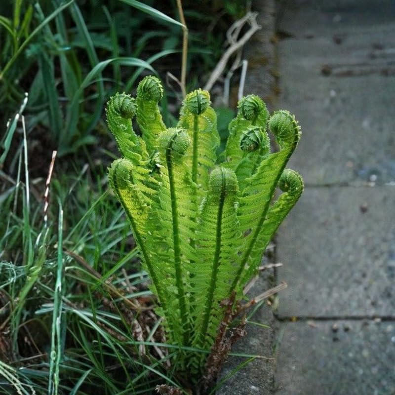 10 Ostrich Fern Rhizomes, Hardy Perennial Fern Plants for Garden, Fast-Growing Ferns Starter Roots