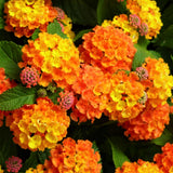 Set 3 Lantana Plants Live for Planting, 6-9 Inch Height, Ornamental Lantana Live Plants Ready to Grow (Yellow Gold Lantana)