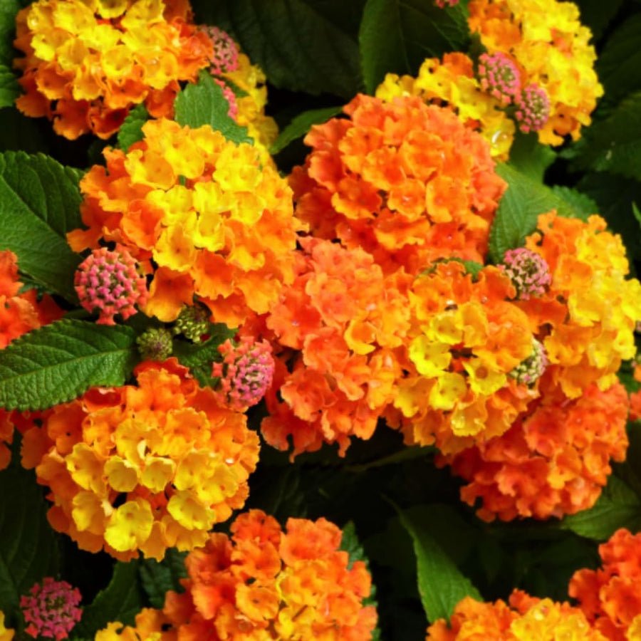 Set 3 Lantana Plants Live for Planting, 6-9 Inch Height, Ornamental Lantana Live Plants Ready to Grow (Yellow Gold Lantana)