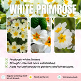 Primrose Live Plant, White Primrose Plant in 4'' Pot, 4-6'' Tall, Hardy Primrose Flower Plant, Colorful Blooms, Perennial Plants
