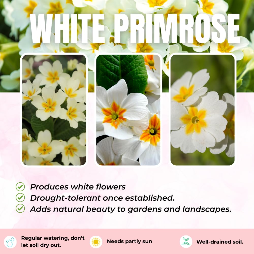 Primrose Live Plant, White Primrose Plant in 4'' Pot, 4-6'' Tall, Hardy Primrose Flower Plant, Colorful Blooms, Perennial Plants
