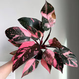 Red Variegated Philodendron Plant in 4'' Pot, Rare Philodendron Tropical Houseplant, Easy Care Indoor Plant