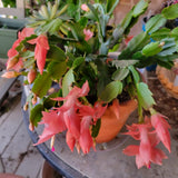 Salmon Christmas Cactus Plants Live, 4 to 6 Inch Tall Live Christmas Cactus Bare Roots, Perennial Well Rooted Flower Plants, Holiday Houseplant, No Pot