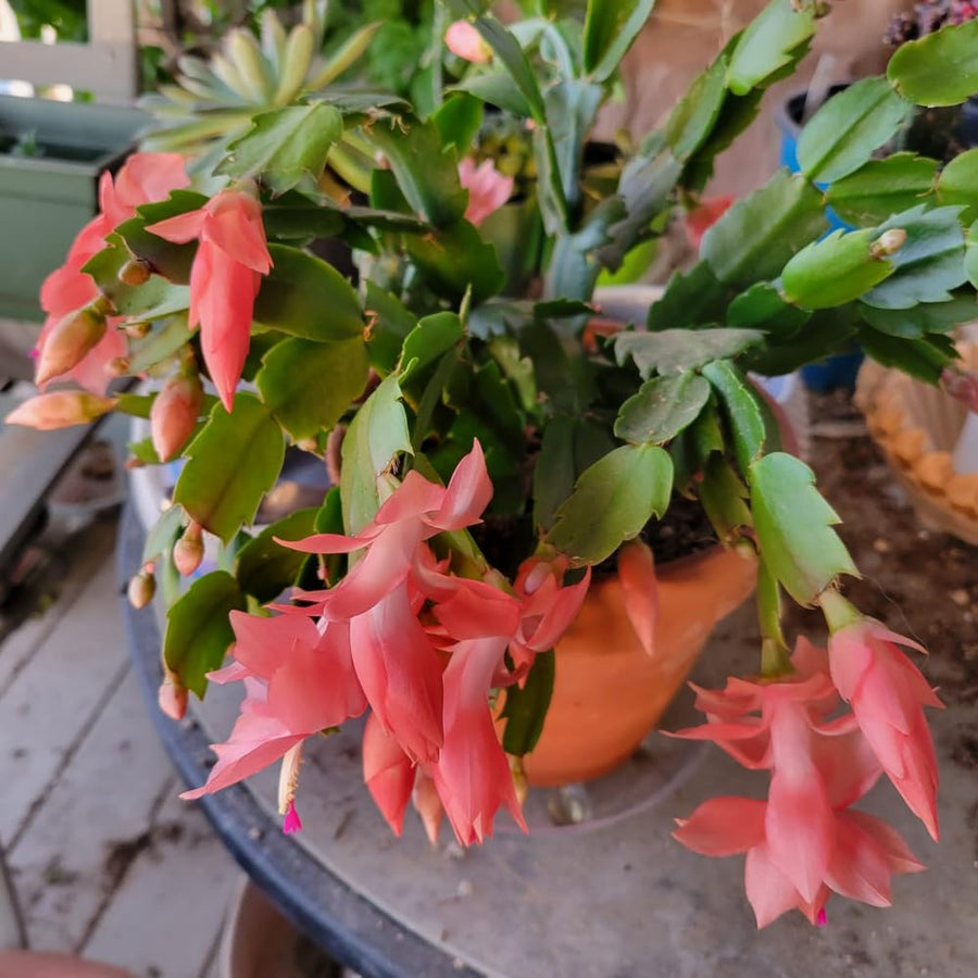 Salmon Christmas Cactus Plants Live, 4 to 6 Inch Tall Live Christmas Cactus Bare Roots, Perennial Well Rooted Flower Plants, Holiday Houseplant, No Pot