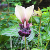 Bat Orchird Tacca Chantrieri Houseplant, White Bat Flower Live Plant, Indoor Outdoor 5-9 Inches Tall