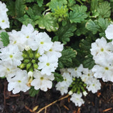 2 White Verbena Plants Live for Planting, Colorful Blooming Flower Plant, Verbena Live Plants, 5 to 7 Inc Tall