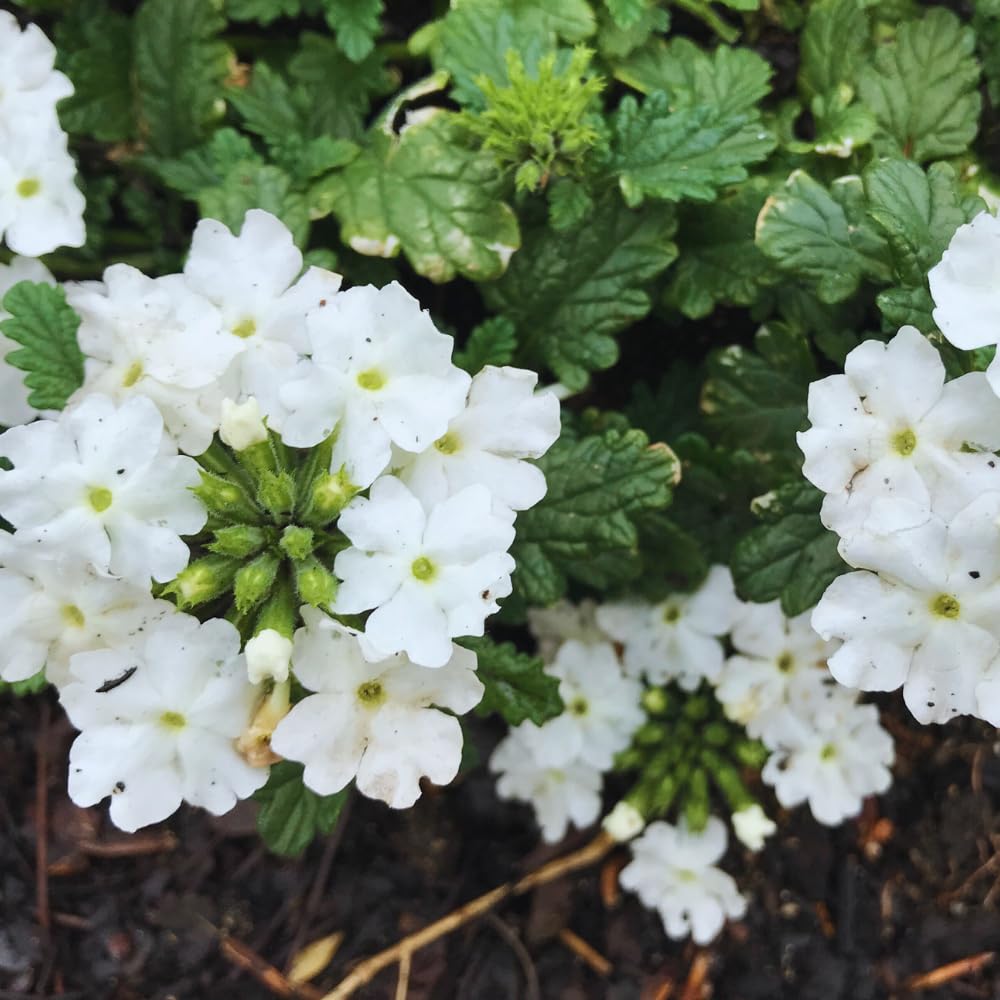 2 White Verbena Plants Live for Planting, Colorful Blooming Flower Plant, Verbena Live Plants, 5 to 7 Inc Tall