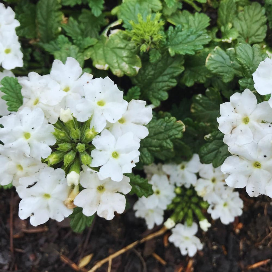 2 White Verbena Plants Live for Planting, Colorful Blooming Flower Plant, Verbena Live Plants, 5 to 7 Inc Tall