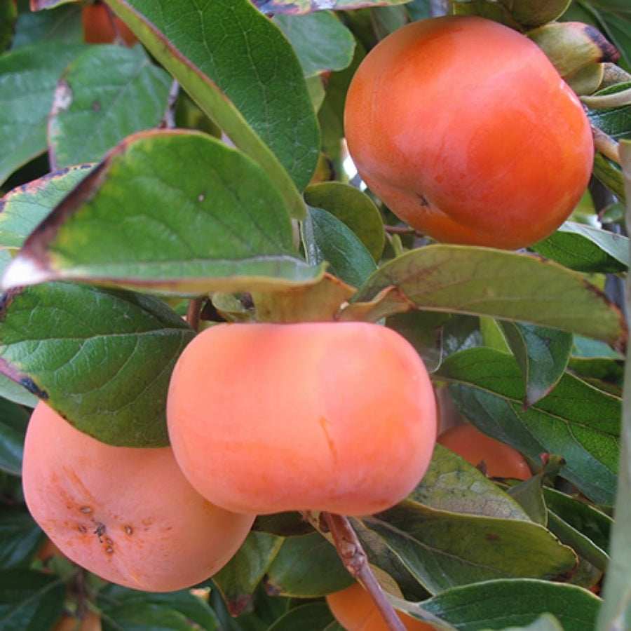 Persimmon Trees Live Plants Dormant, 1 Year Old Well Rooted Seedling 6-13" Tall, Sweet Fruit American Persimmon for Outdoor Planting