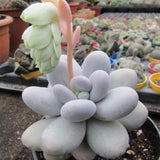 Succulent Plant Live, Live Indoor Outdoor Succulent Plant, 2 Inch Pot, Low-Maintenance Decorative Houseplant (Blue Succulent)