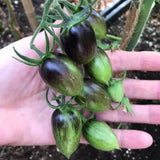 200 Vibrant Grape Tomato Plant Seeds, Tomato Plant Seeds for Gardening Outdoor