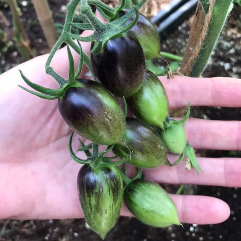 200 Vibrant Grape Tomato Plant Seeds, Tomato Plant Seeds for Gardening Outdoor