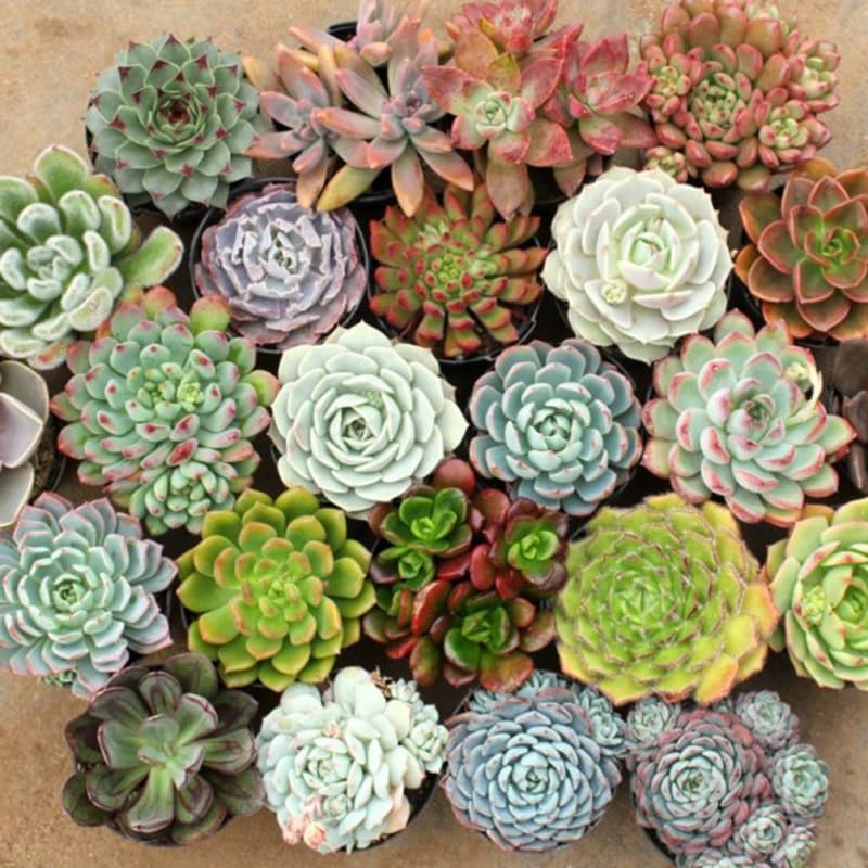 Pack 5 Mix Colorful Succulent Plants, 2" Pot, Assorted Succulents Plants Live for Home, Office, Gifts