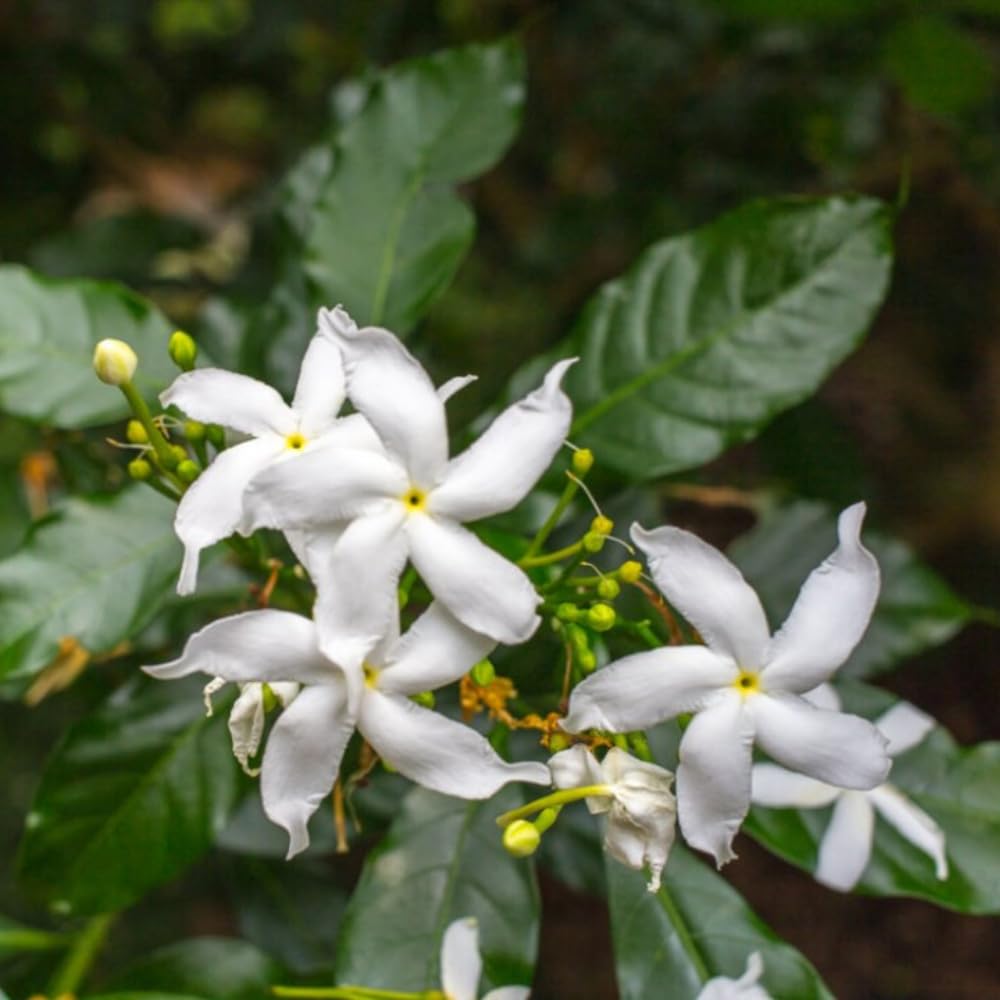 Jasmine Vine Plant Indoor, White Jasmine Plant Live Between 8 and 10 Inches, Fragrant Flower Plants Potted 4''
