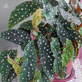 Combo 4 Begonias Houseplant Live Indoor, Angel Wing Begonia Maculata Live Plant, Polka Dot Begonias Live Plants Outdoor, 4 to 8 Inc Tall
