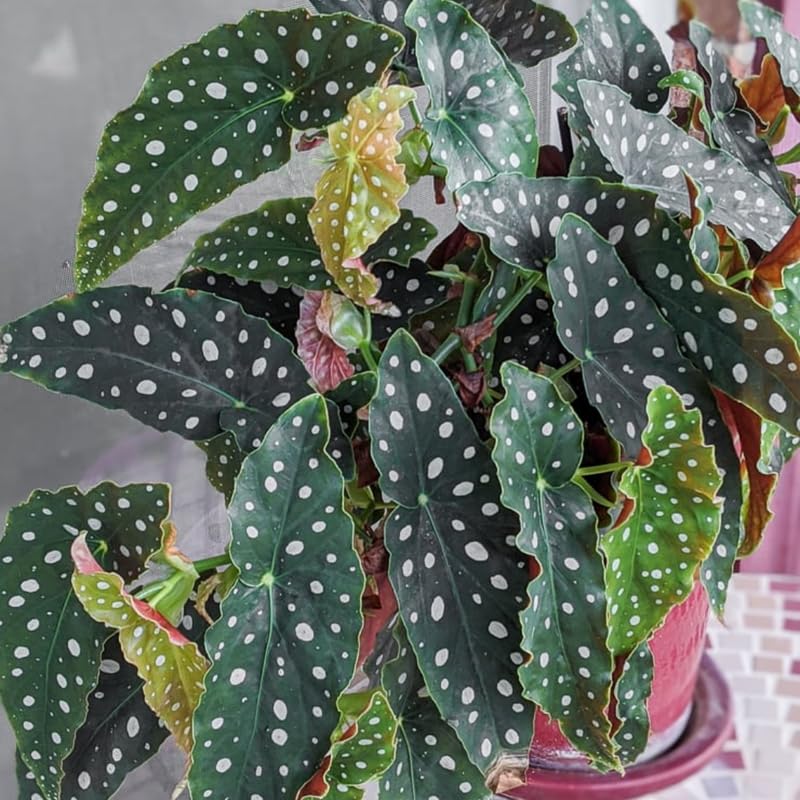 Combo 4 Begonias Houseplant Live Indoor, Angel Wing Begonia Maculata Live Plant, Polka Dot Begonias Live Plants Outdoor, 4 to 8 Inc Tall