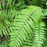 5 Ostrich Fern Rhizomes Live Plants for Planting, Ferns Live Plants Outdoors Indoors Full Shade, Bare Roots, Fast-Growing
