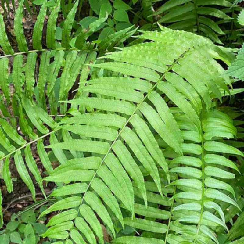 5 Ostrich Fern Rhizomes Live Plants for Planting, Ferns Live Plants Outdoors Indoors Full Shade, Bare Roots, Fast-Growing