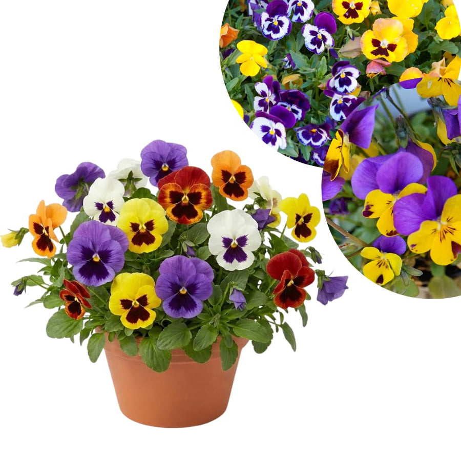 Pansy Live Plant, Pansies Plants Live, Mixed Color Pansies Flower Plants, 4-6 Inc in Height, 4 Inc Pot for Indoor Outdoor Gardening