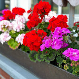 4 Mixed Geranium Plants Live, 5 to 6 Inches Tall, Geranium Flower Plants Indoor Outdoor, Well Rooted, Geraniums Live Plant