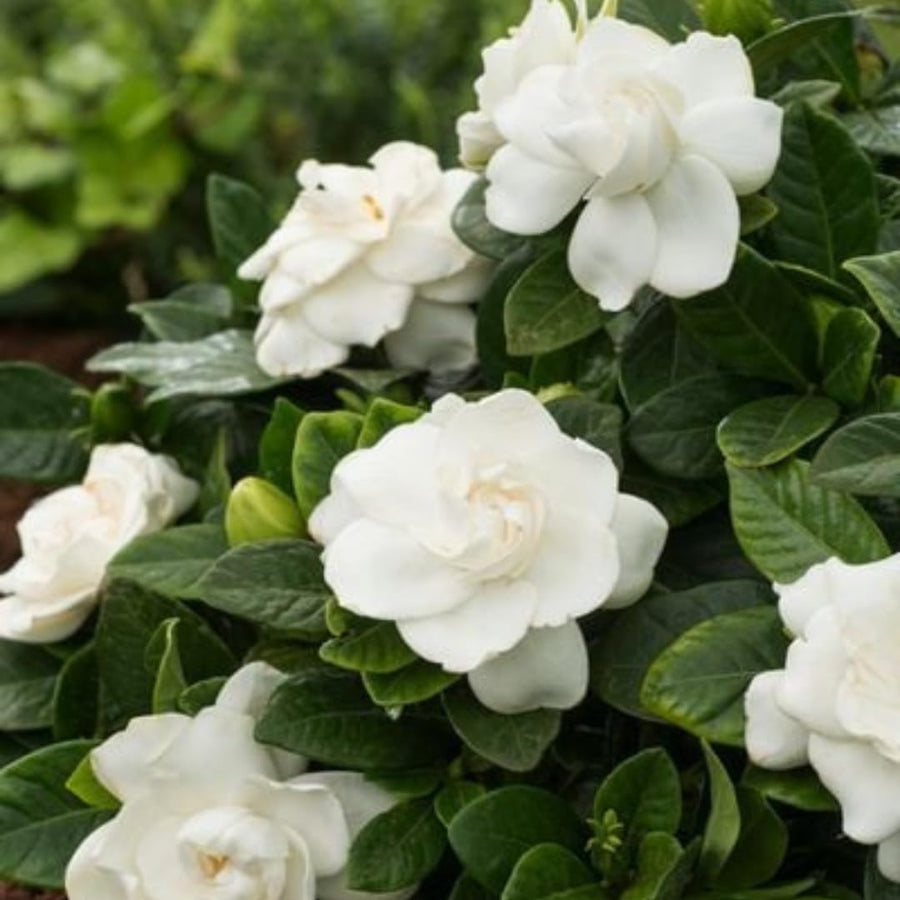 White Gardenia Live Plant, Fragrant Jasmine Gardenia, 7–9 Inches Tall, Hardy Perennial Flower, Well Rooted, Ready to Grow for Indoor or Outdoor Planting, No Pot