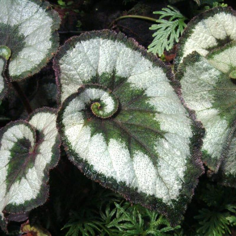 Set 3 Begonias Live Plants, Rare Green Begonia, No Pot, Starter 4 to 8 Inc Tall, Indoor Outdoor Houseplant