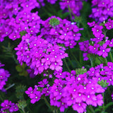 2 Purple Verbena Plants Live for Planting, Colorful Blooming Flower Plant, Verbena Live Plants, 5 to 7 Inc Tall