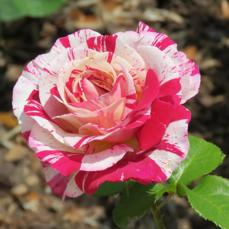 Rose Bush Live Plant - Rose Plant Live Shrub - Bareroot with Soil 5-10 Inch Tall - Fragrant Rose Flowers Heirloom Rose Shrub - No Pot (Stripe Rose)