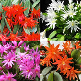 Random Easter Cactus Plant Live, Holiday Blooming Indoor Plants Live Houseplants, Succulents Well-Rooted 5-8" Tall, No Pot
