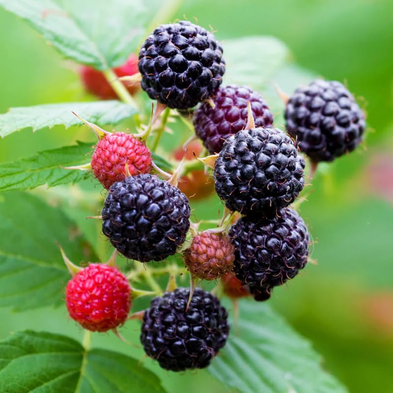 Black Raspberry Plant Live Potted for Planting, 20-30 Inch Tall, Black Raspberry Bush Live Plant, Raspberry Fruit Tree