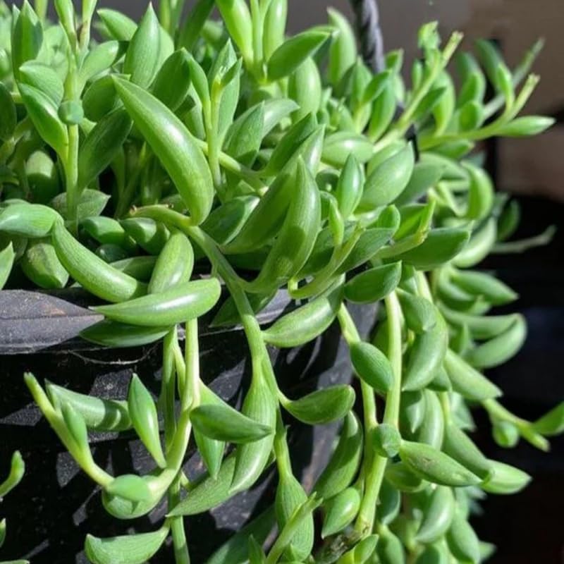 String of Bananas Plant, 4 Inch Pot, String of Bananas Plants Live Potted, Trailing Succulents Plants Live for Home, Garden, Easy Care Live Succulent Houseplant
