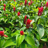 French Ginger Plant Live for Planting, Hawaiian Ginger Flower Plant, Tropical Ginger Plant Well-Rooted for Indoor Outdoor Growing, 5-9" Tall