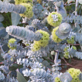 Fragrant Starter Eucalyptus Tree Plant Live, 5-8 Inches Tall, Dormant, Fragrant Leaf for Home Decor, Ready for Transplant (Silver Dollar)
