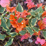 Set of 2 Trailing Bougainvillea Plants Live, Bougainvillea Flowering Vines, 5-9” Tall, Well-Rooted (Orange Ice Bougainvillea)