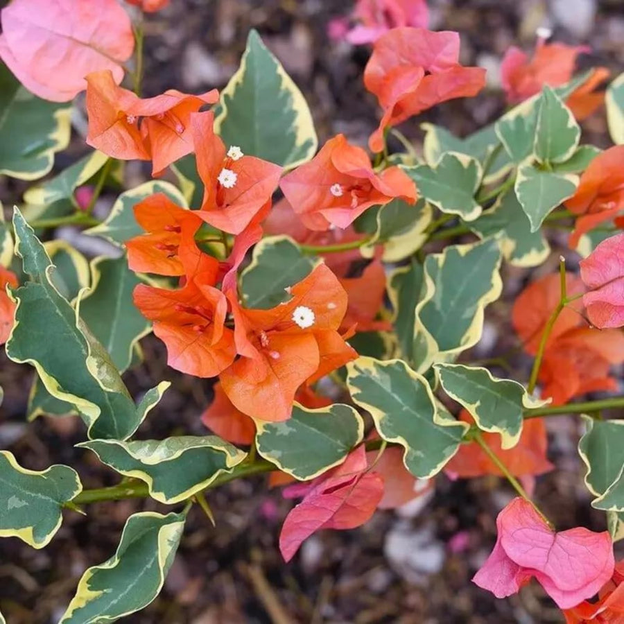 Set of 2 Trailing Bougainvillea Plants Live, Bougainvillea Flowering Vines, 5-9” Tall, Well-Rooted (Orange Ice Bougainvillea)