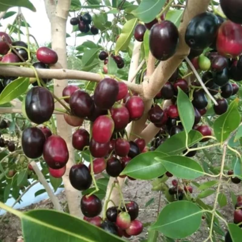 8"-14" Black Jambu Plum Tree Live Plant in Half Gallon Pot, Sweet Tropical Fruit for Outdoor Planting, No CA