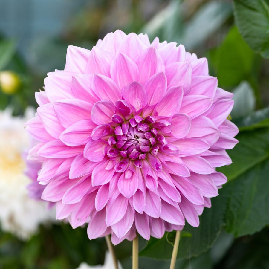 Dahlia Clump for Planting, Lavender Dahlia Flower for Summer Blooms, Large and Vibrant Flowers, Suited for Zones 8 to 11