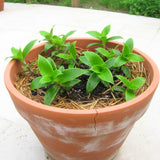 Callisia Fragrans Basket Plant Live, Long Green Leaves for Indoor Outdoor Gardening, Succulents Plant for Zones 9 to 11