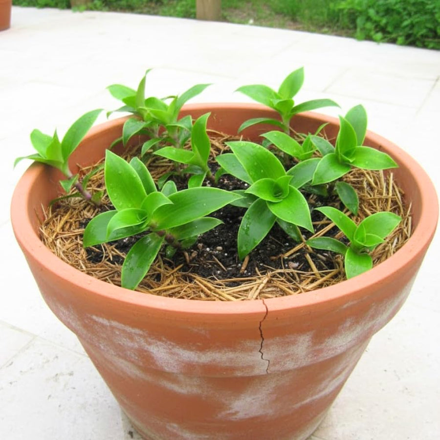 Callisia Fragrans Basket Plant Live, Long Green Leaves for Indoor Outdoor Gardening, Succulents Plant for Zones 9 to 11