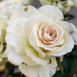 White Climbing Rose Live Plant, Fragrant Rose Bush Ready to Plants, Zone 5 to 9, Size 5 to 7 Inches and Bare Root