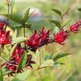 2 Roselle Hibiscus Plants Live, Sabdariffa Roselle Hibiscus Plants for Outdoor Planting in 4 Inc Pot, 2PPP, High Yielding, 3-6 Inches Tall