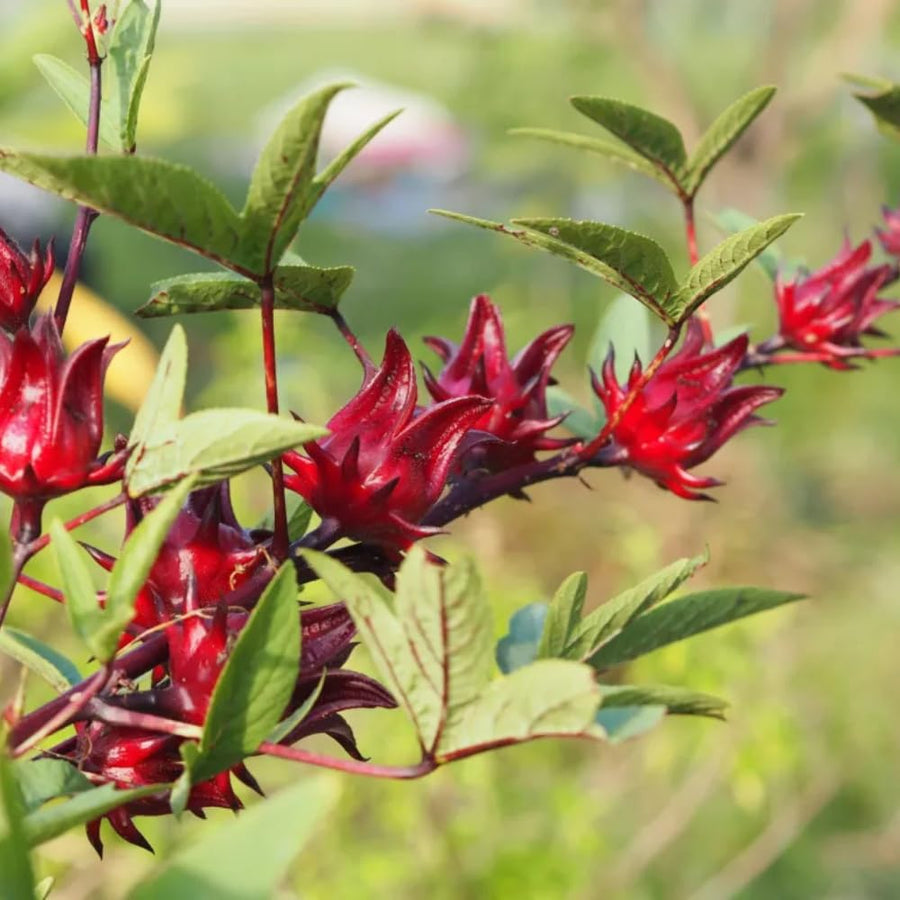 2 Roselle Hibiscus Plants Live, Sabdariffa Roselle Hibiscus Plants for Outdoor Planting in 4 Inc Pot, 2PPP, High Yielding, 3-6 Inches Tall