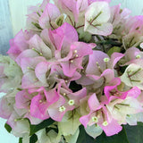 White Pink Bougainvillea Tree Live Plant, 1 Year Old Ready to Plant Outdoor, Very Hardy