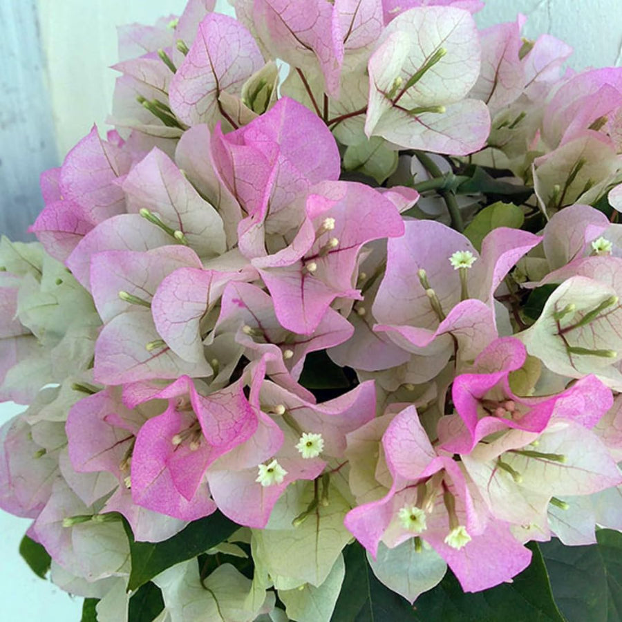 White Pink Bougainvillea Tree Live Plant, 1 Year Old Ready to Plant Outdoor, Very Hardy