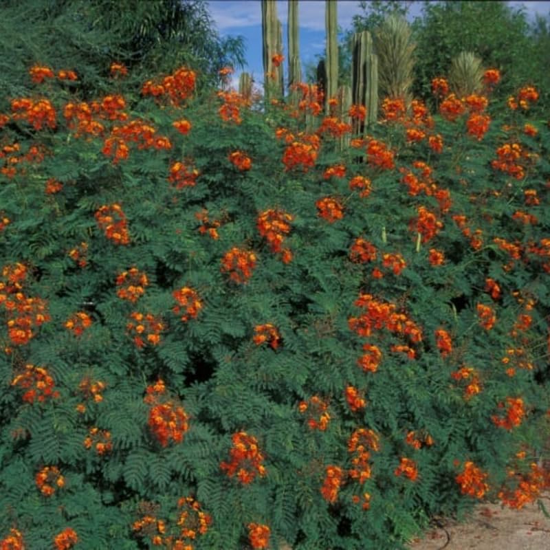 Red Bird of Paradise Plant Live, 6" to 8" in Tall in 4" Pot, Established Roots, Pride of Barbados Peacock Flower Tree, Royal Poinciana Flamboyant Like